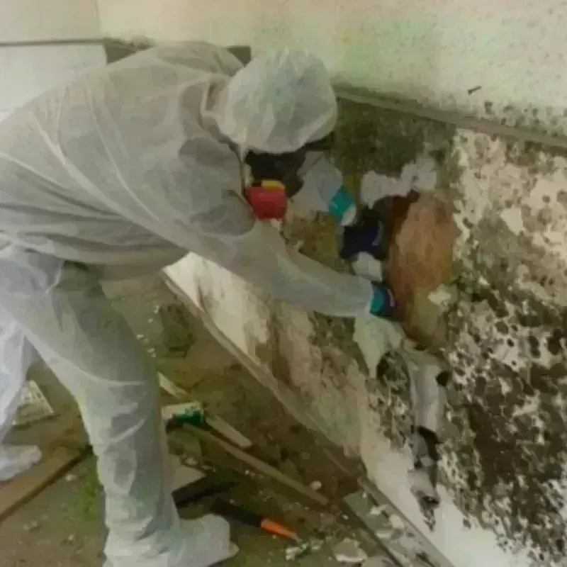 Mold Remediation and Removal in Saint John, IN